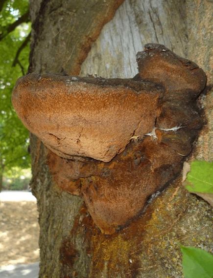 Over-mature brackets on ash in Billericay, UK.